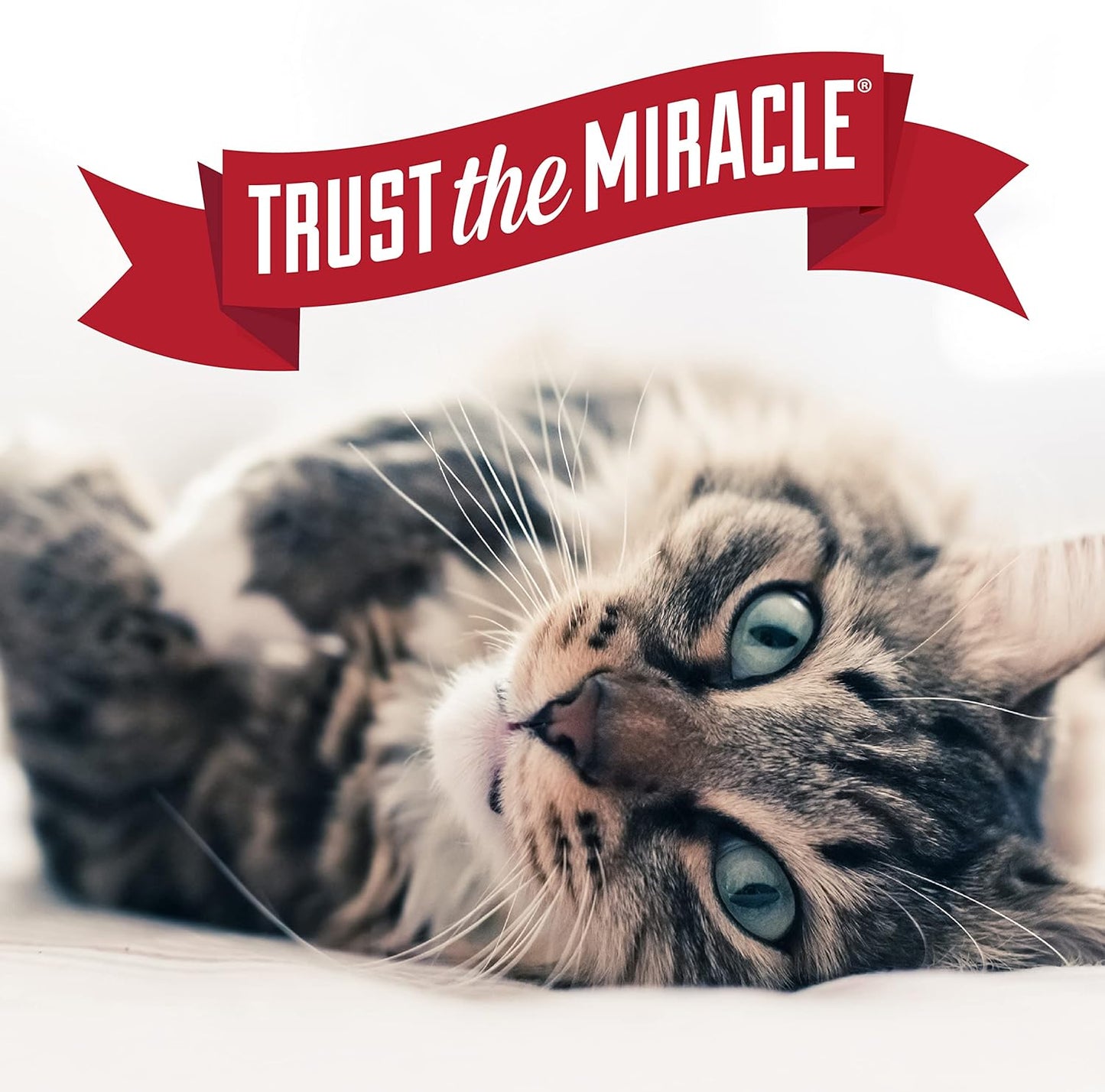 Close-up cat lifestyle image with Nature’s Miracle Trust the Miracle branding