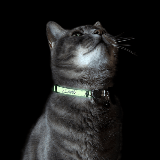 Gray cat wearing safety release collar with glowing green band and gray clasp