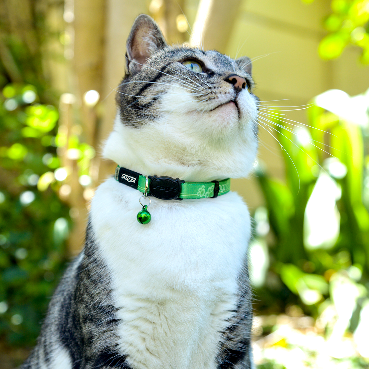 Tabby cat wearing green safety collar with black break-away buckle and bell