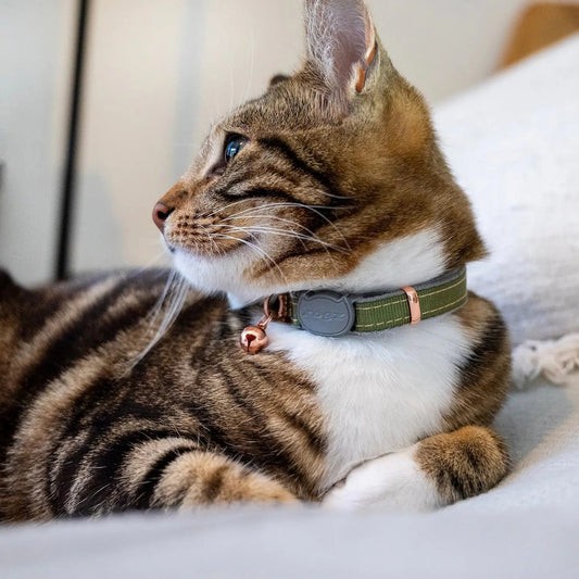 Cat wearing a green safety collar with bell and Rogz clasp