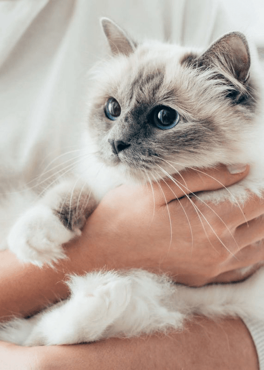 Cat with white and gray fur resting on a hand for adult cat food