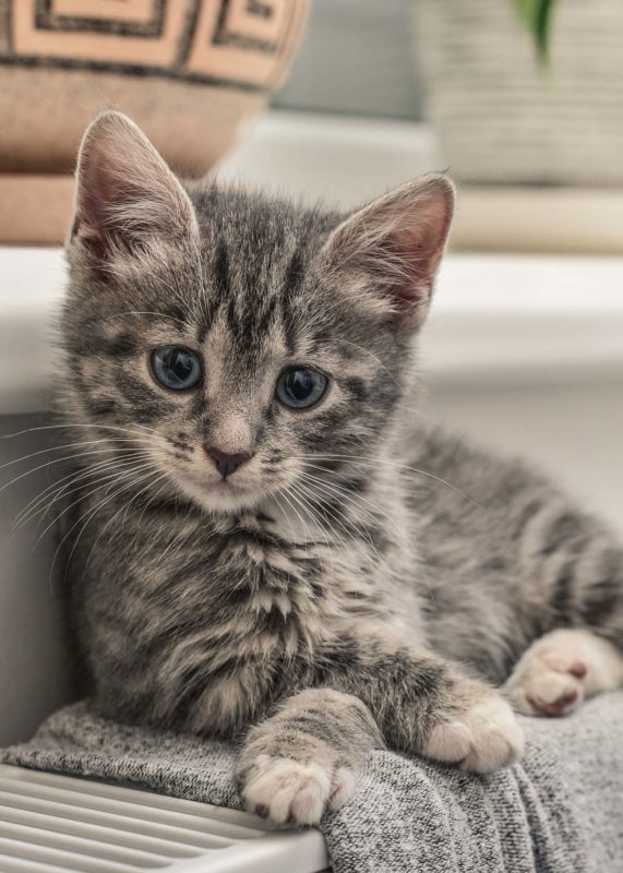 Gray tabby kitten lying on a cushion, front paws extended, looking forward.