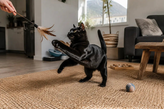 Black cat playing with a feather wand in a compact South African apartment