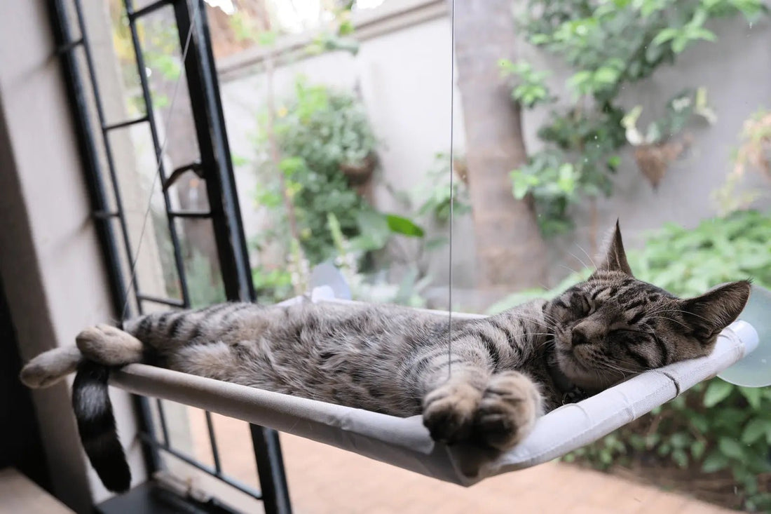 Complete Guide to Choosing Cat Beds in South Africa - The Apartment Cat