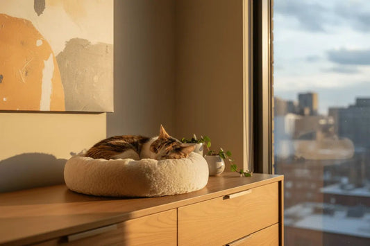 Preparing Your Cat for Winter in South Africa - The Apartment Cat