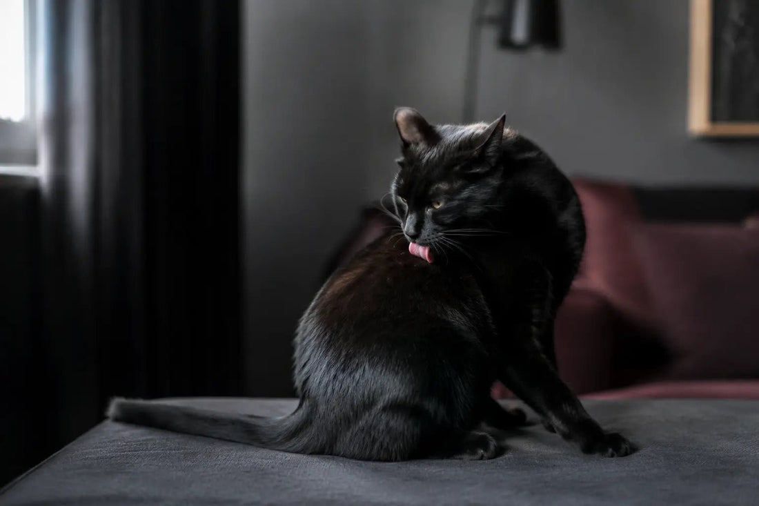 Black cat grooming its coat in a moody apartment interior