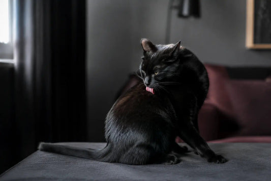 Black cat grooming its coat in a moody apartment interior