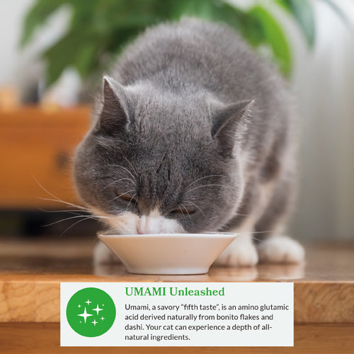 Gray cat leaning over bowl of creamy dashi broth with visible flakes