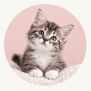 Kitten