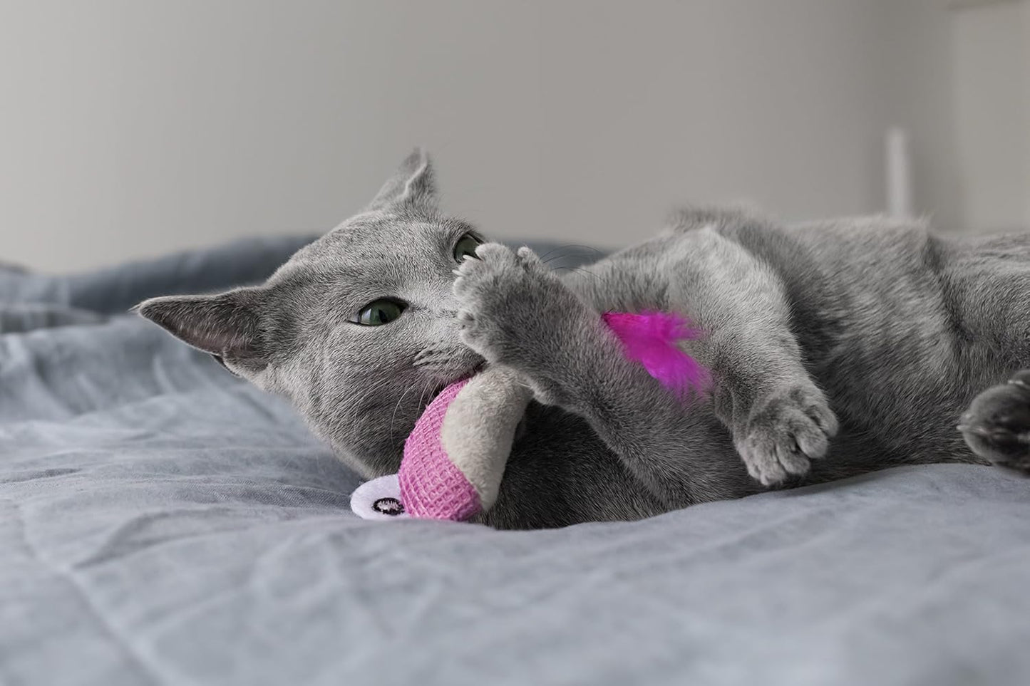Gray cat cuddling a pink plush Dental Shrimpies catnip toy with white eye and feather tail