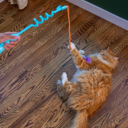 Cat reaching for a blue spring teaser wand with orange cord and purple pom ball