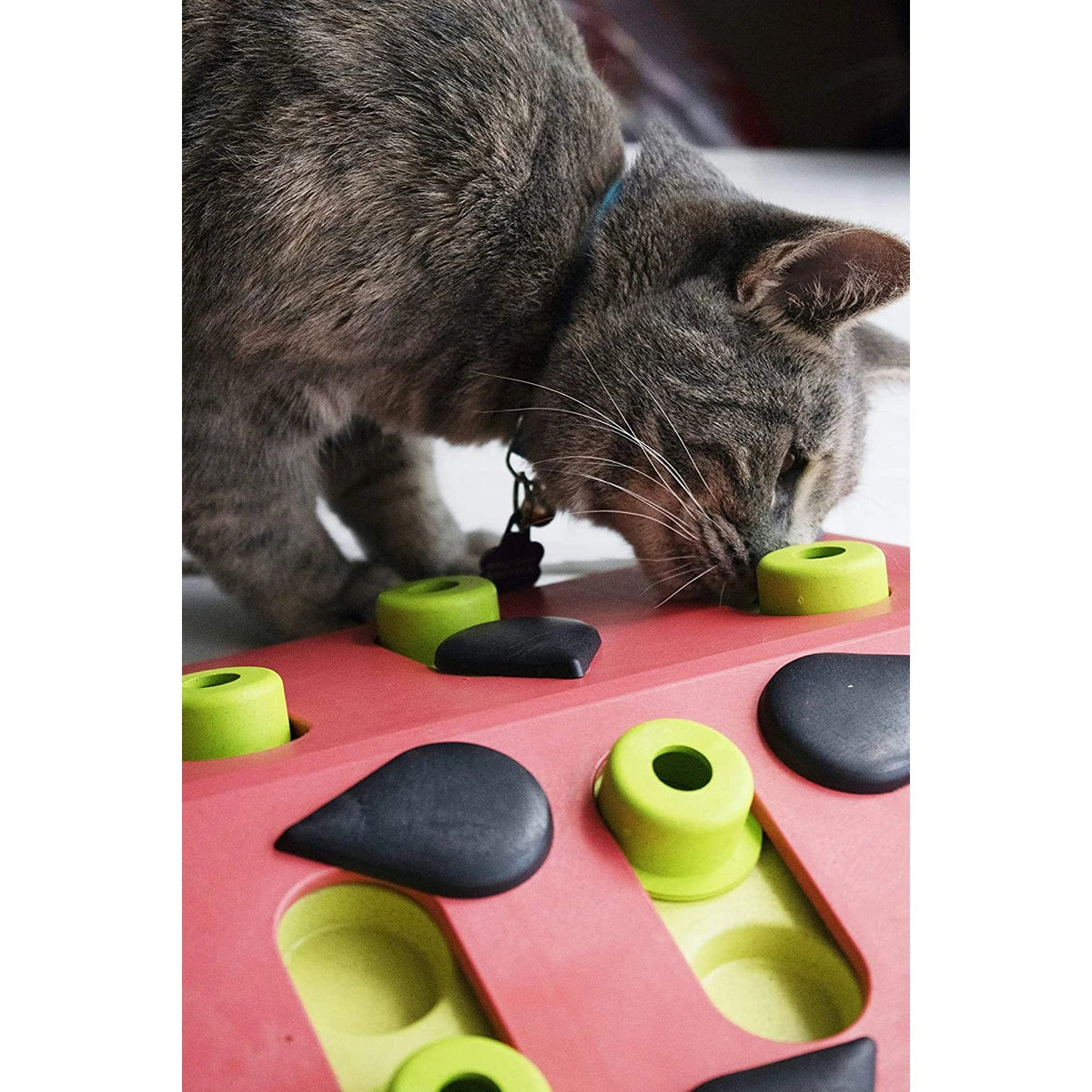 Catstages Nina Ottosson Melon Madness Puzzle & Play - close-up of a tabby cat finding treats