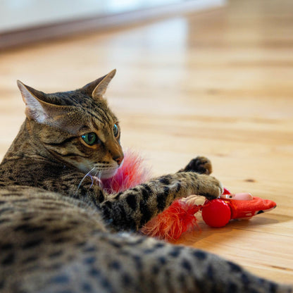 Cat playing with the Catstages Racin' Squirrel robot toy