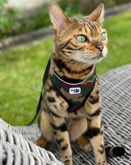 Cat wearing a camouflage Curli harness outdoors on a woven chair