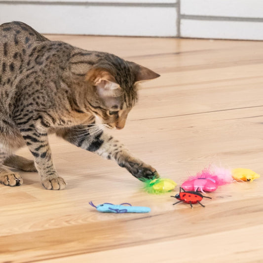 Tabby cat reaching for colorful catnip crawler toys: green, pink, yellow and blue bugs