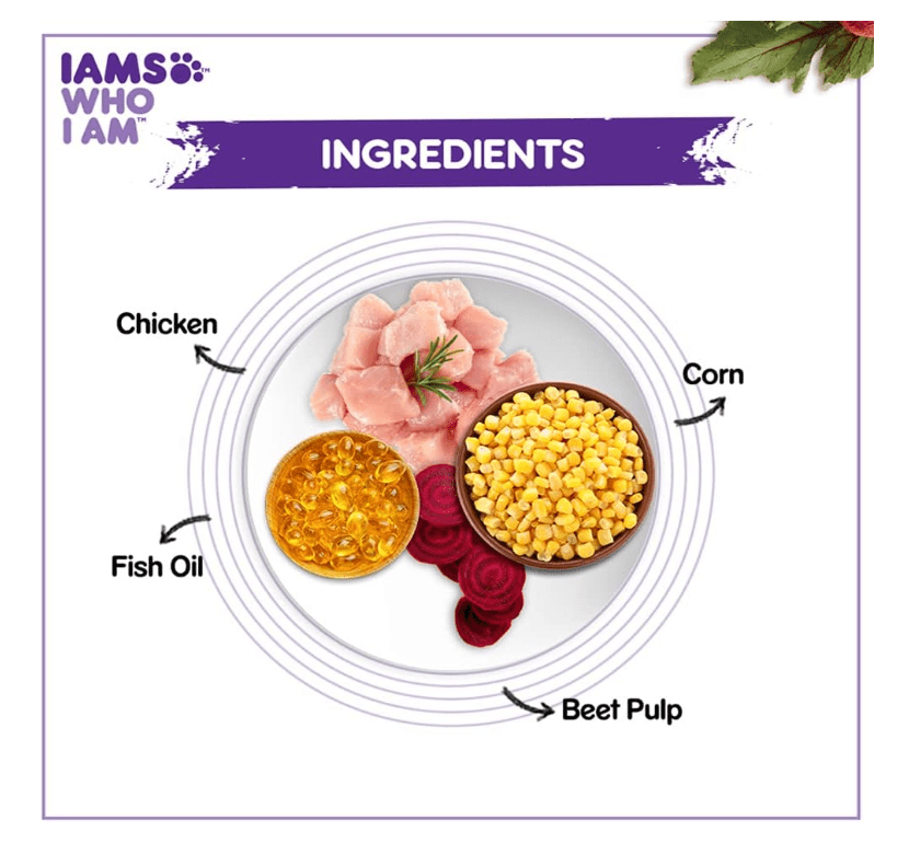 Ingredients panel showing chicken, corn, fish oil, and beet pulp with IAMS bag graphic.