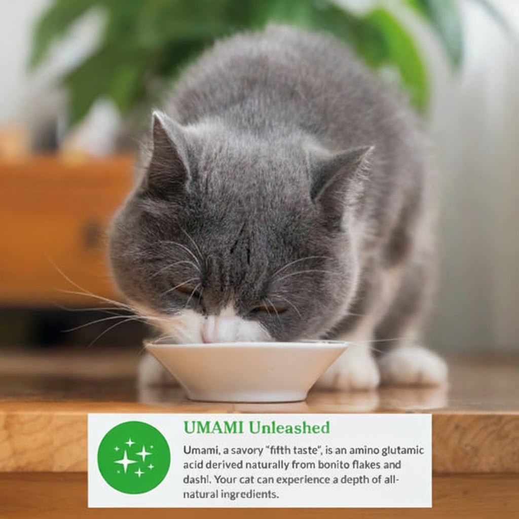 Gray cat eating from small white bowl of broth with visible flakes