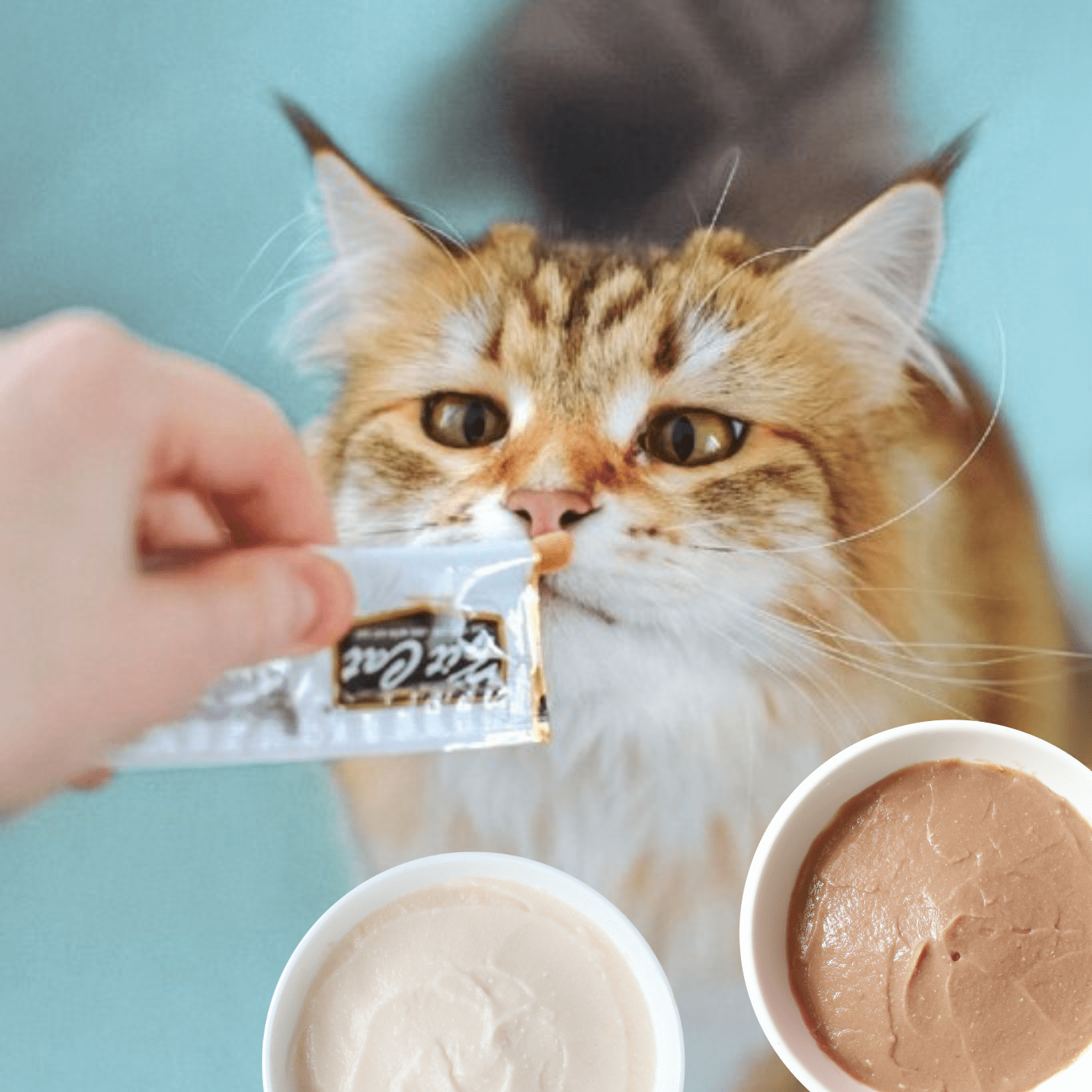 Cat enjoying Kit Cat Purr Puree Plus