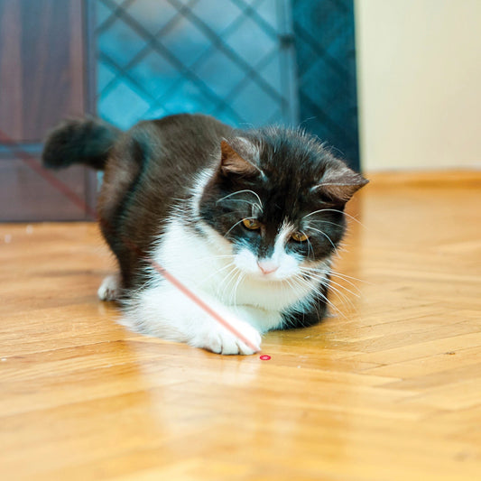 Cat batting a red laser line from a keychain toy on a wooden floor