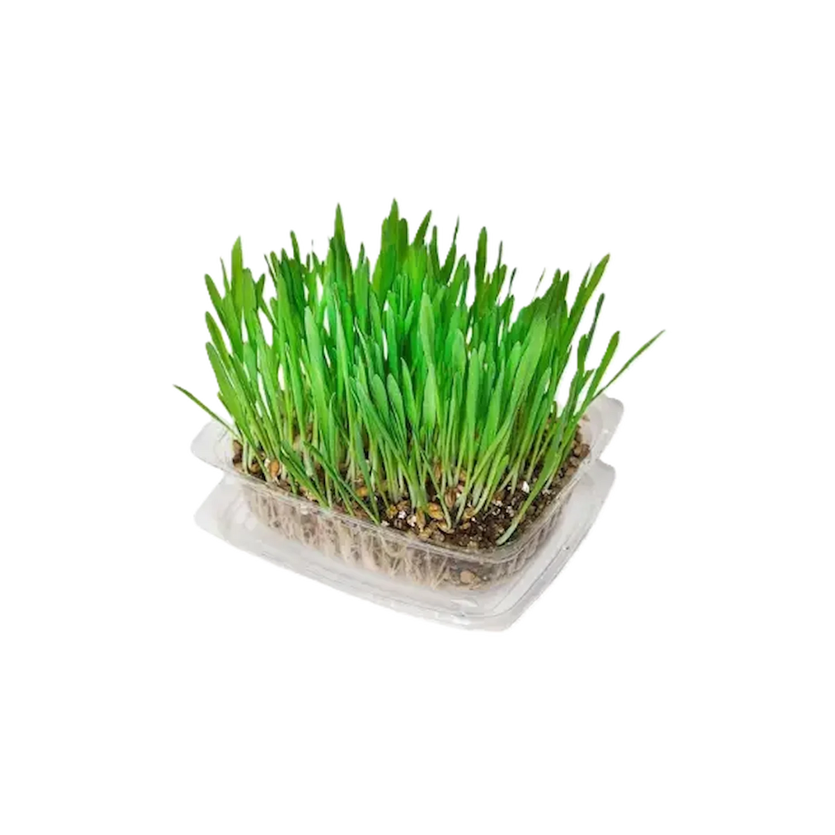 Fresh green pet grass sprouts in a clear plastic growing tray
