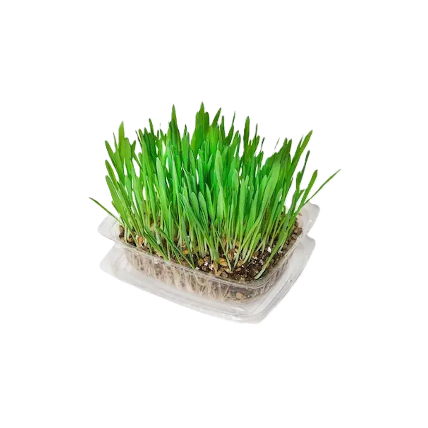 Fresh green pet grass sprouts in a clear plastic growing tray