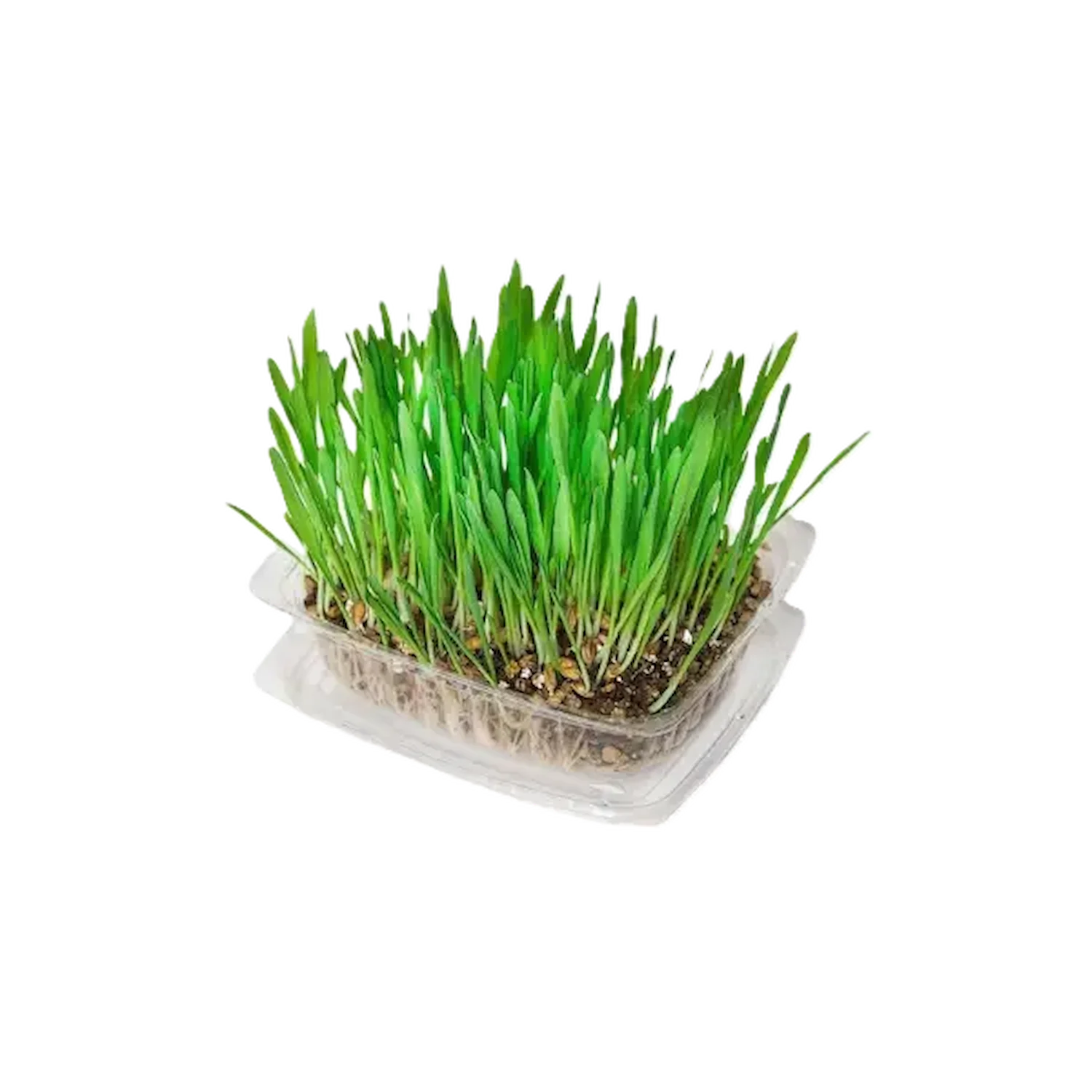 Fresh green pet grass sprouts in a clear plastic growing tray