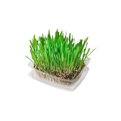 Fresh green pet grass sprouts in a clear plastic growing tray