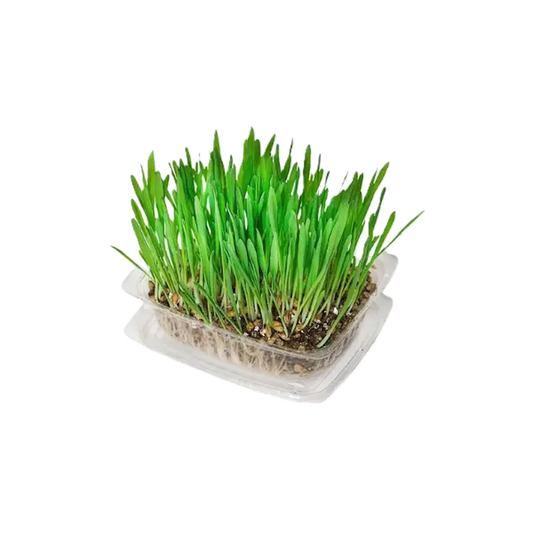 Fresh green pet grass sprouts in a clear plastic growing tray