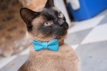 Leather cat collar with blue bowtie, tan leather band and metal ring closure.