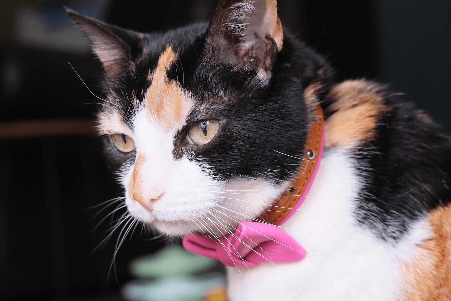 Leather cat collar with pink bowtie and leather strap with metal ring hardware.
