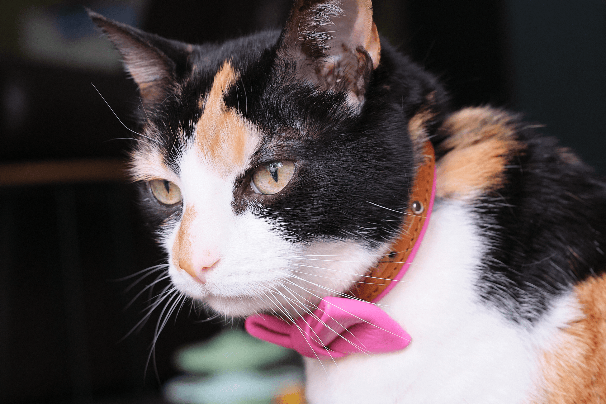 Leather cat collar with pink bowtie and leather strap with metal ring hardware.