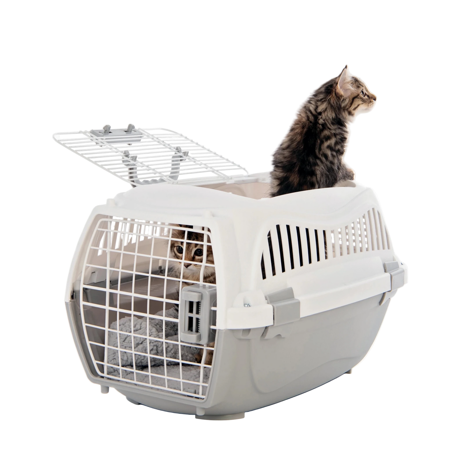 White plastic pet carrier with front door and hinged top; tabby cat sitting upright.