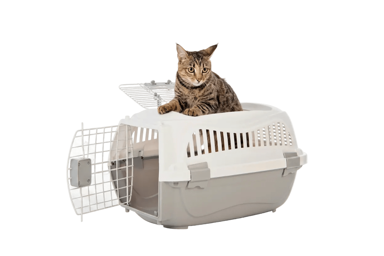 White pet carrier with side front door open; tabby cat peeking from the interior.