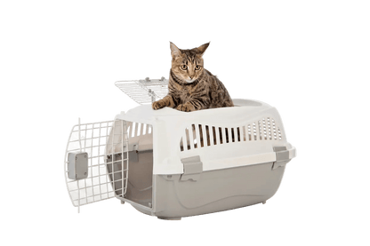 White pet carrier with side front door open; tabby cat peeking from the interior.