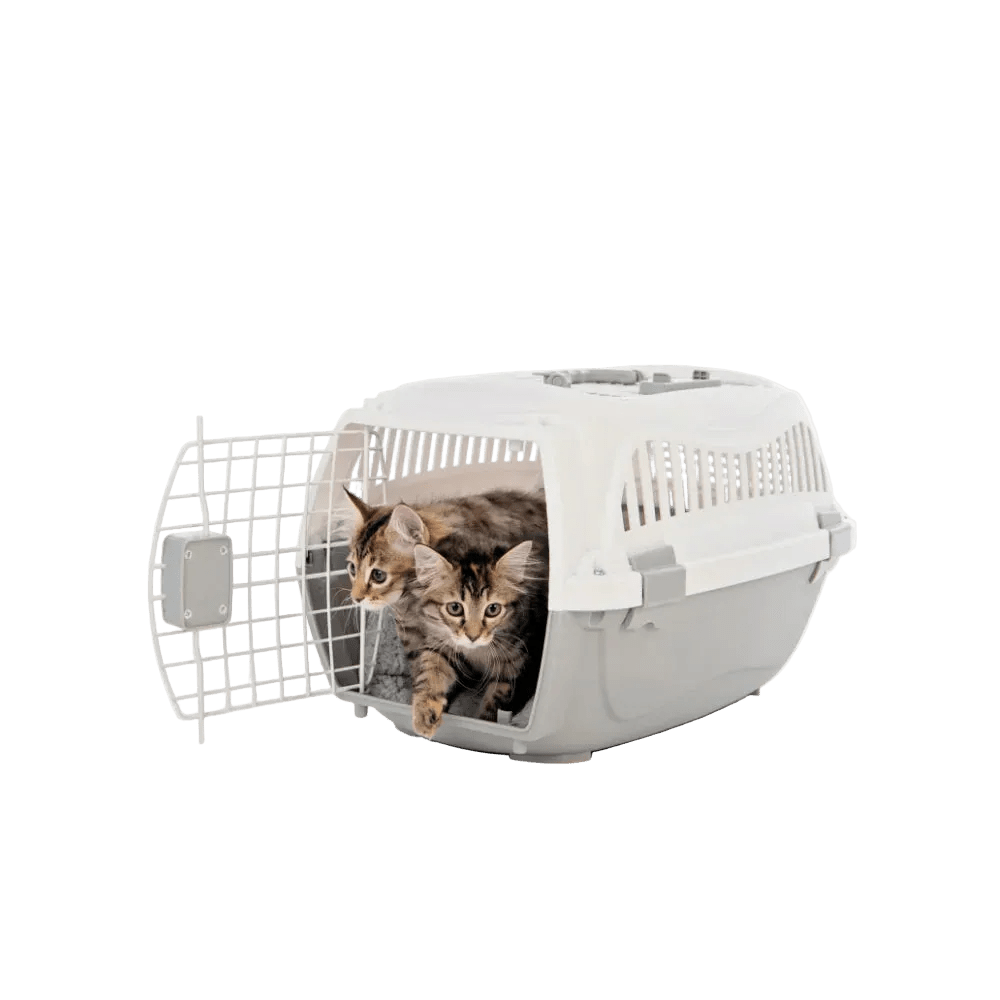 White pet carrier with open front door; tabby cat looking out from inside.
