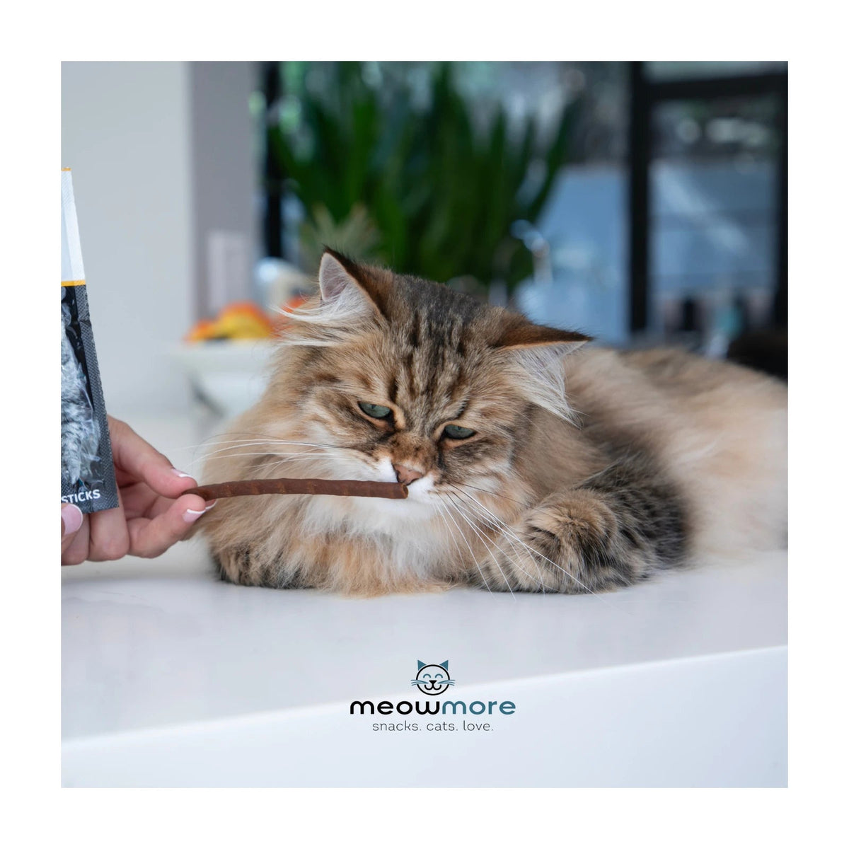 Meow More Cat Treat Sticks 15g — cat enjoying a treat stick
