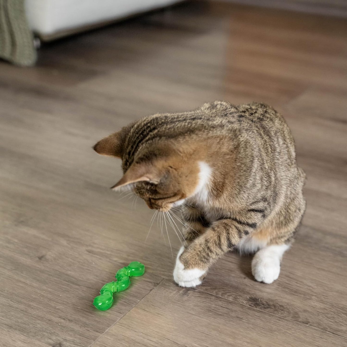 Gray tabby cat playing with a green wiggle worm toy on a hardwood floor.
