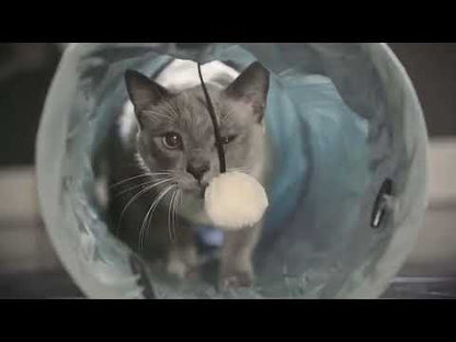 Best Friends by Sheri Ilan cat tunnel demonstration