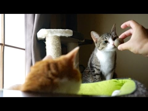 Pawbreakers Original Catnip Ball product demonstration video