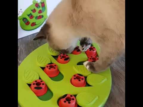 Catstages Buggin' Out Puzzle Feeder product demonstration video