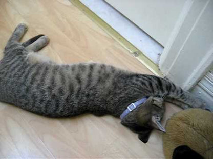A kitten plays with a pawbreakers catnip ball