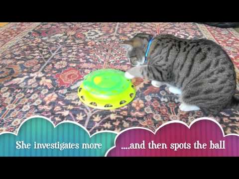 Catstages Catnip Chaser product demonstration video