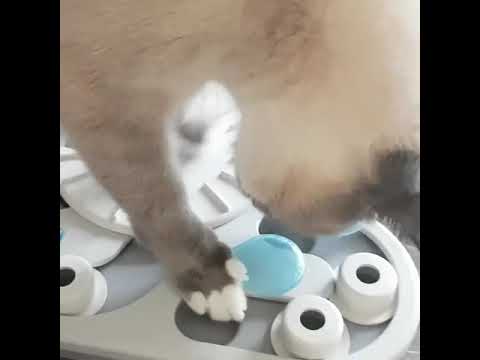 Catstages Nina Ottosson Rainy Day Puzzle & Play product demonstration video