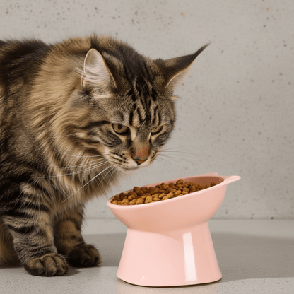 Cat eating from raised light pink feeding bowl with kibble