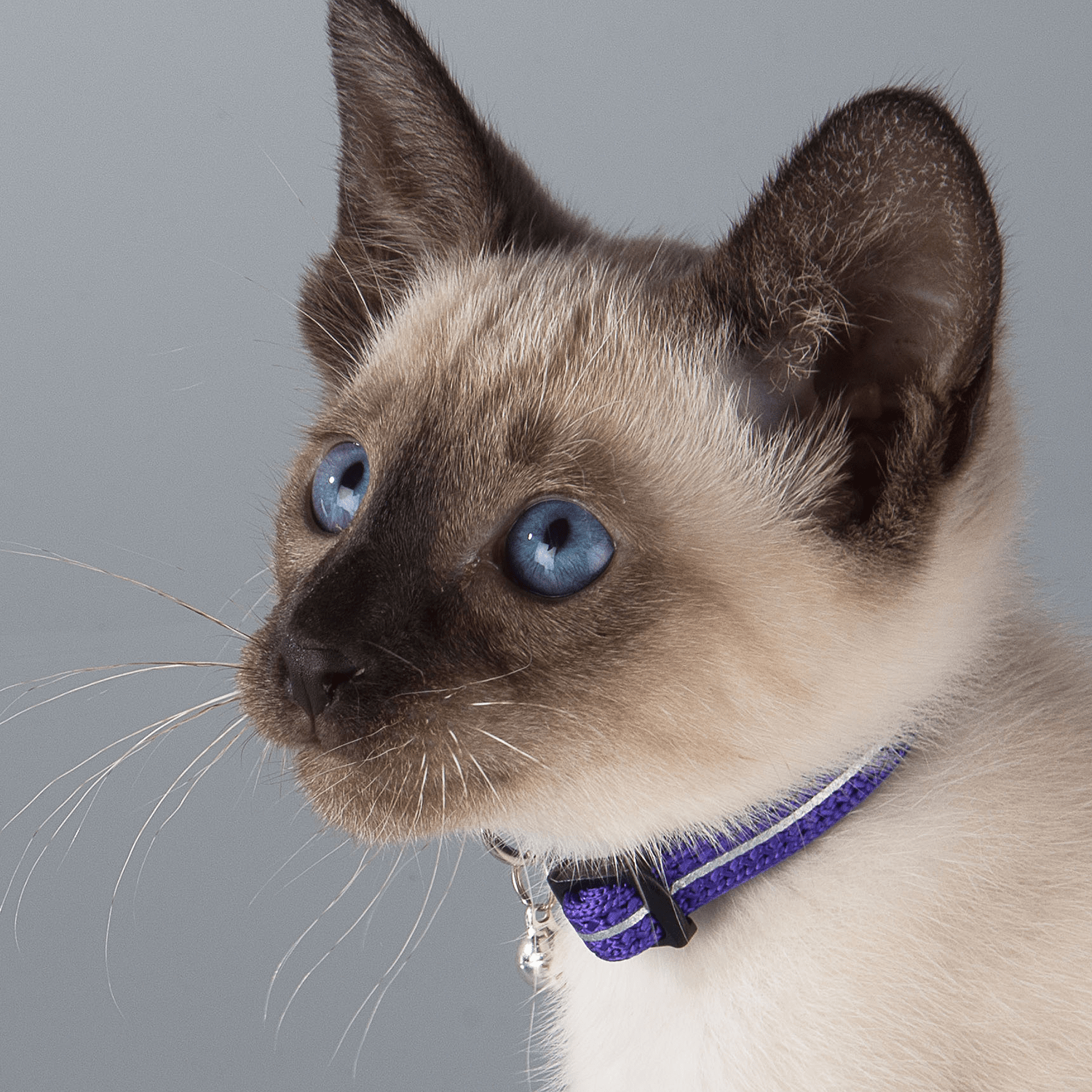 Purple breakaway cat collar with bell on a Siamese-style cat