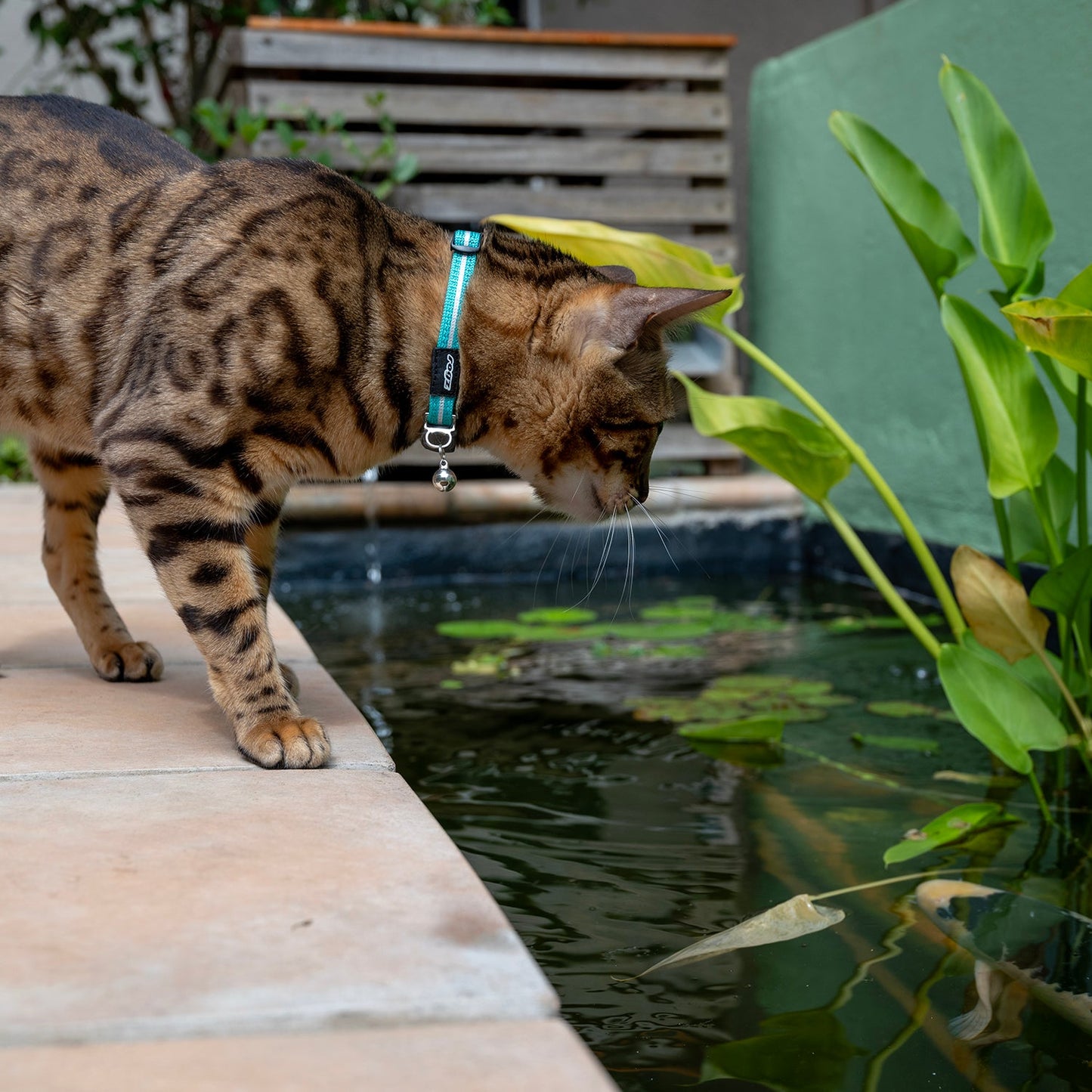 Teal breakaway cat collar with bell on a cat beside a pond
