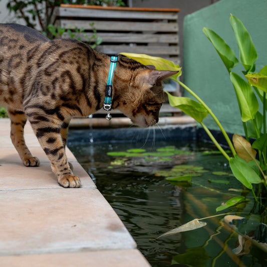 Teal breakaway cat collar with bell on a cat beside a pond