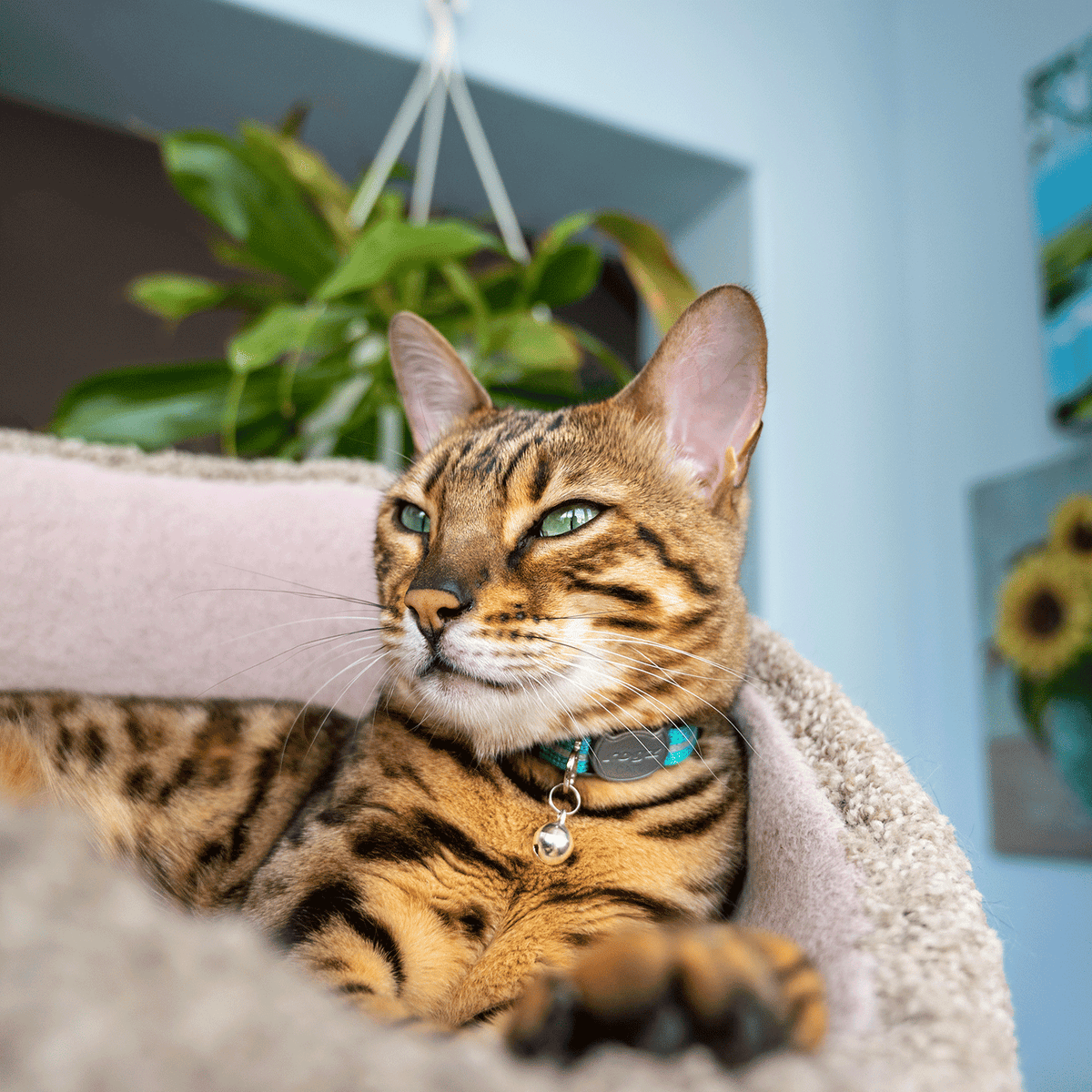 Teal reflective breakaway cat collar with bell on a tabby cat