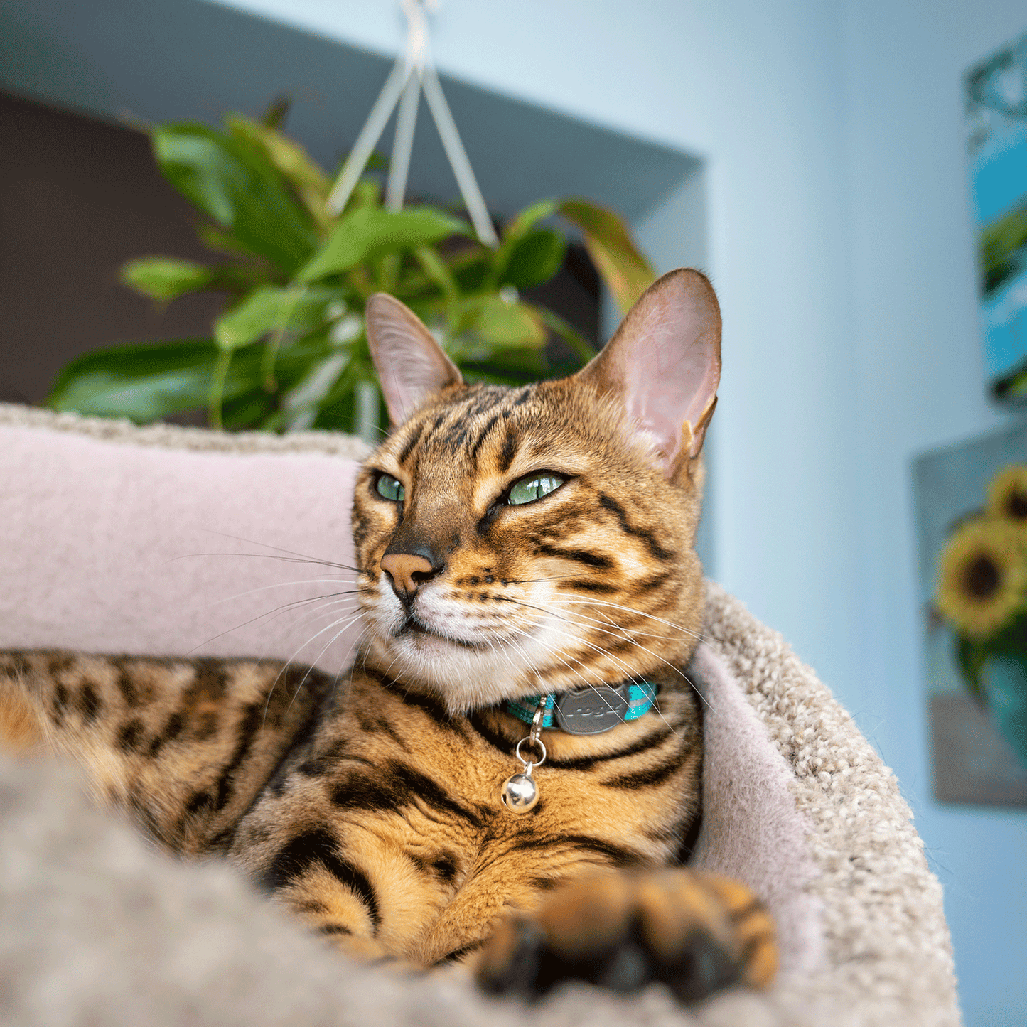 Teal reflective breakaway cat collar with bell on a tabby cat