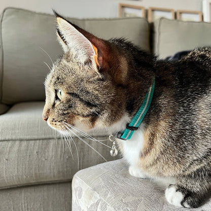Green-teal breakaway cat collar with bell on a gray tabby